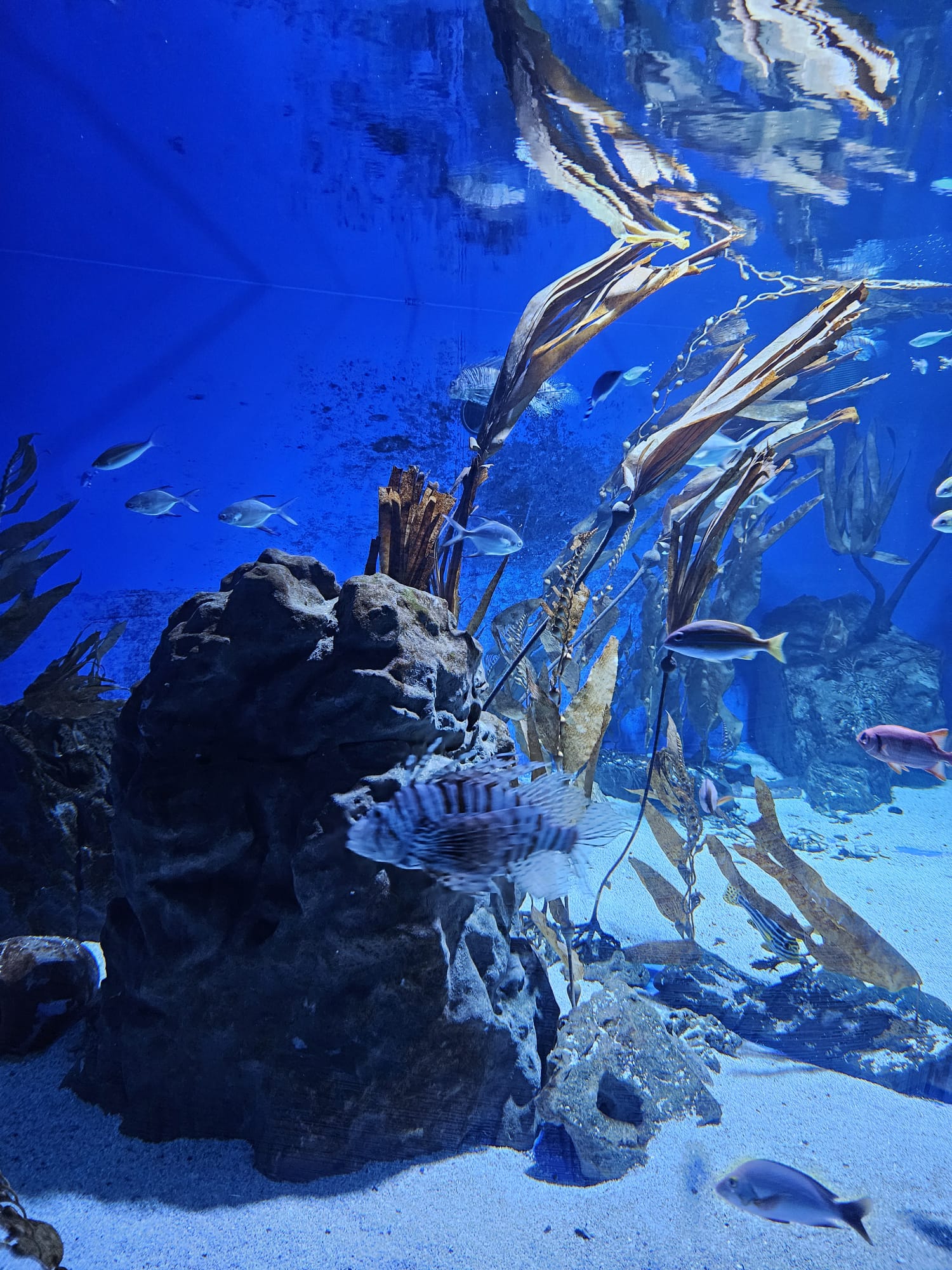 Cattolica Aquarium