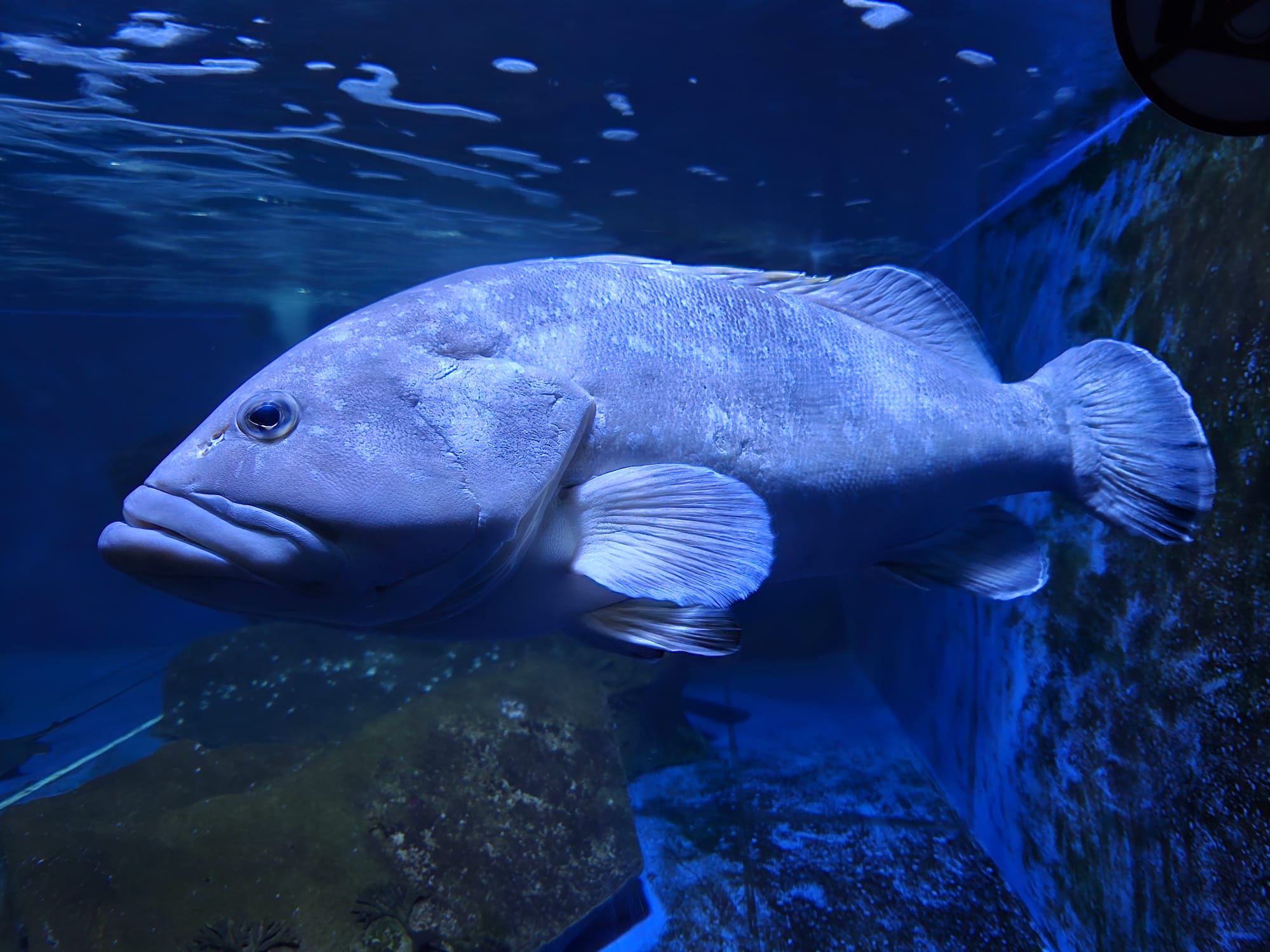 Cattolica Aquarium
