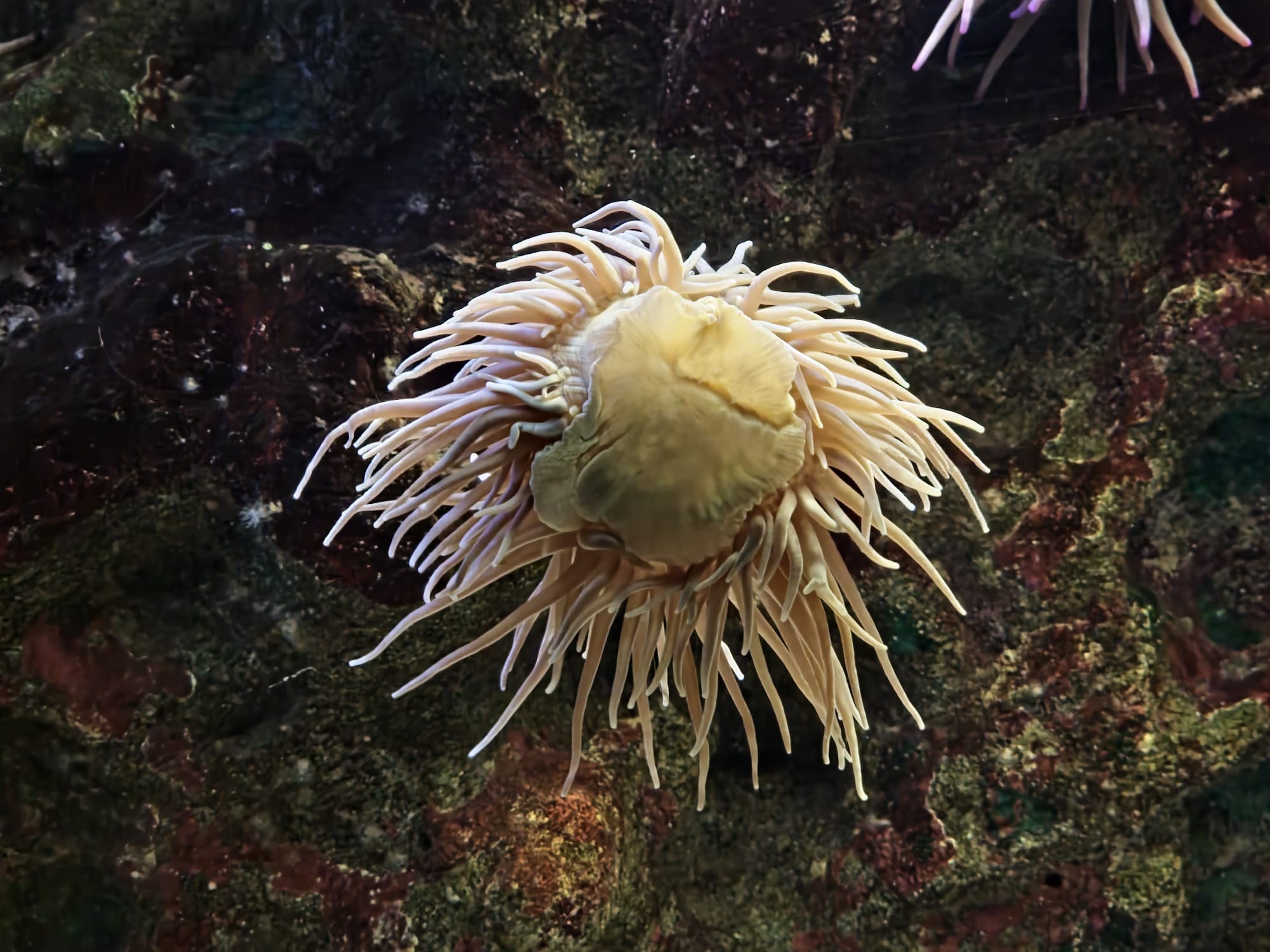 Cattolica Aquarium