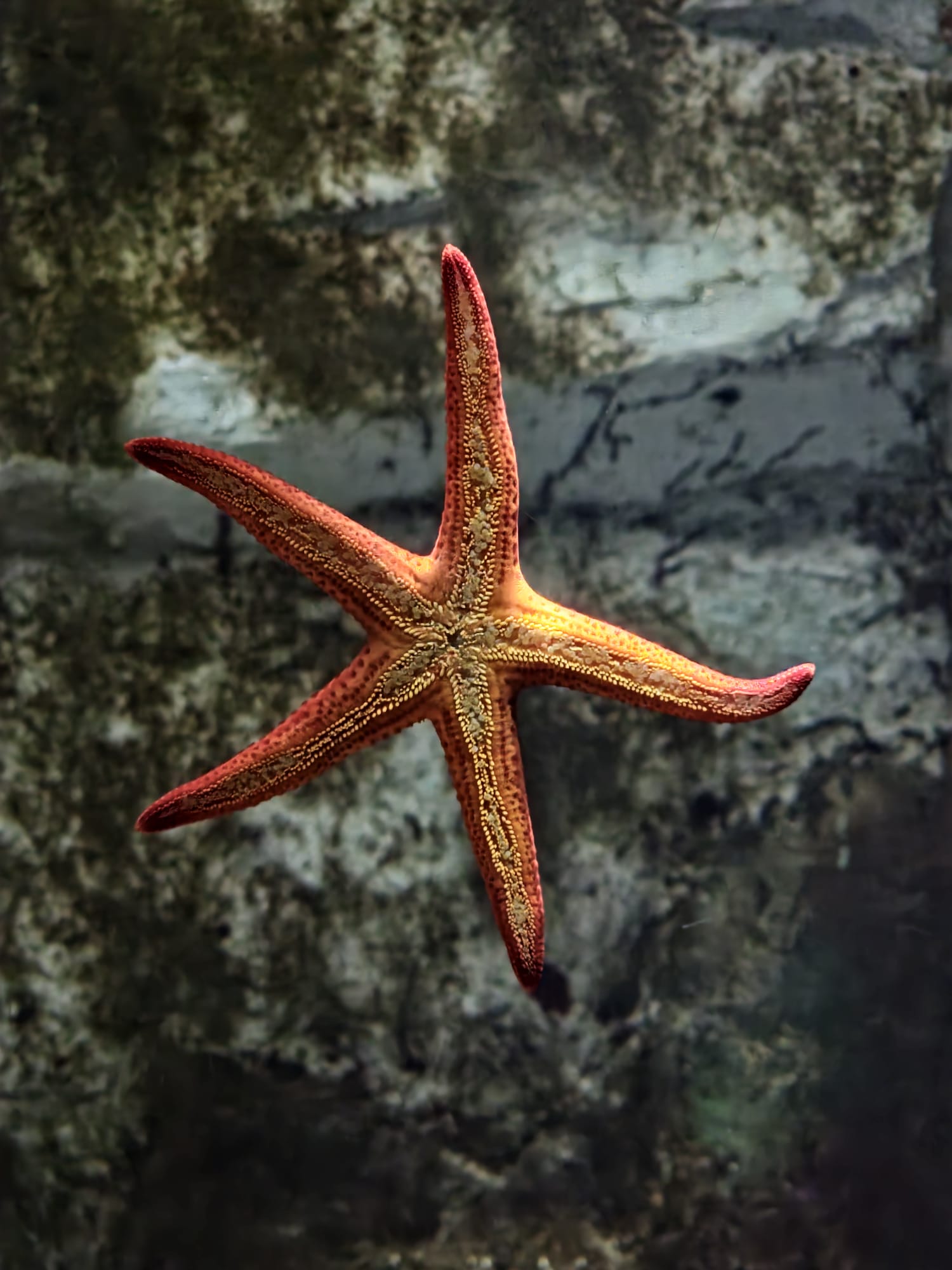 Cattolica Aquarium
