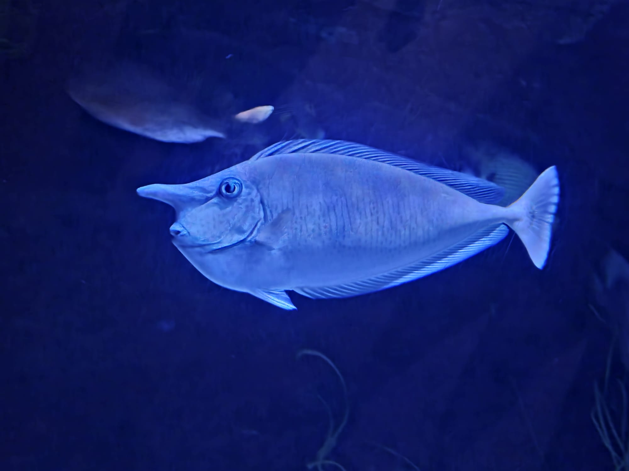 Cattolica Aquarium