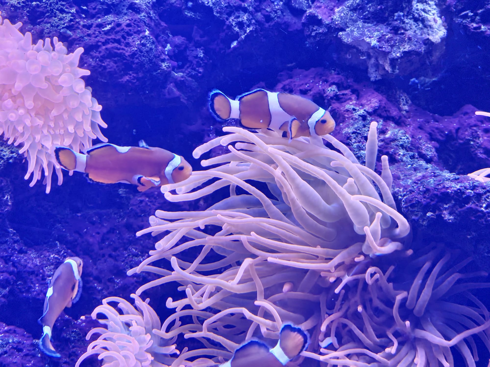 Cattolica Aquarium